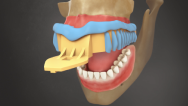 Orthodontics