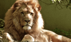 Wildlife