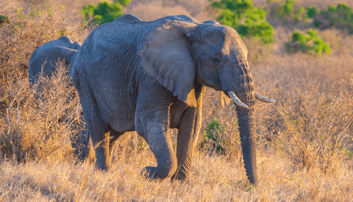 Wild Animals